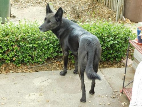 Roo Roo