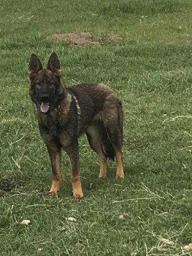 Grimm Grimm