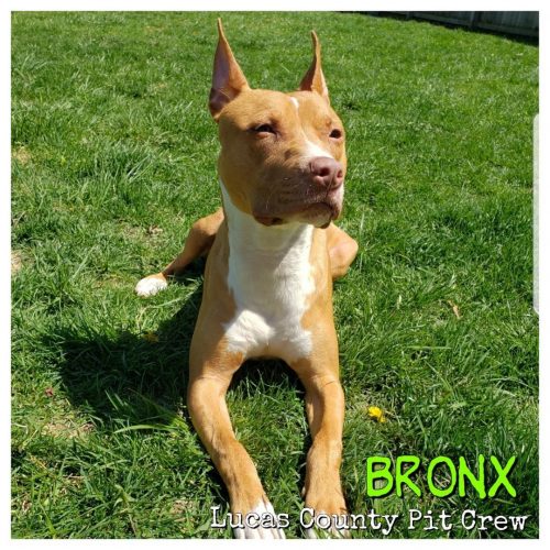 Bronx Bronx